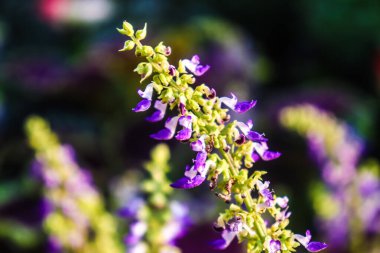 Bulanık arkaplanı olan inanılmaz koleus mor çiçeği.