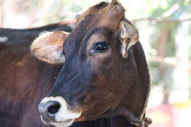 Şirin ve masum bebek inek.