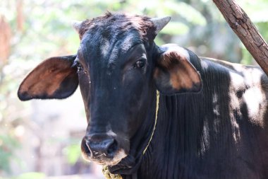 Şirin bir inek yavrusu masum masum duruyor.