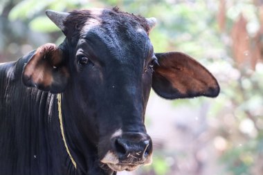 Ormandaki siyah, şirin, yakın plan yüzü bulanık.