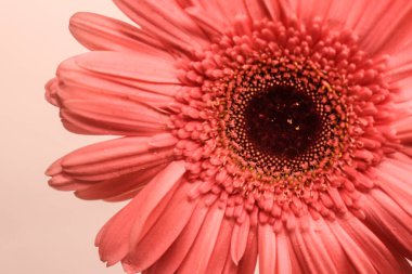 Güzel Pembe Daisy Gerbera Çiçek Kapanışı