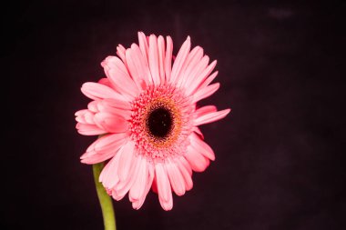 Güzel ve güzel pembe Gerbera çiçeği siyah arka planda