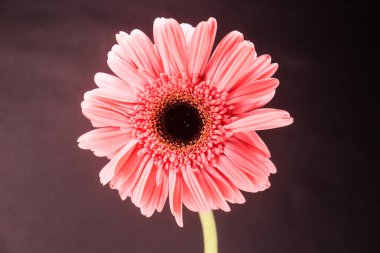 Güzel Gerbera şeftali renkli çiçeğin yakın plan fotoğrafı.