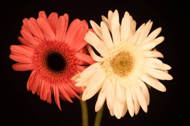 Çok güzel beyaz ve kırmızı Gerbera çiçekleri.