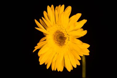 Siyah arka planda çok güzel Gerbera sarı çiçeğinin fotoğrafı.