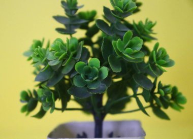 Küçük yapraklı bitkiler tencereye yakın duruyor.