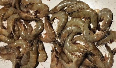 Balık pazarında bir grup karides