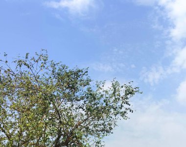 Yeşil ağaçlı mavi bulutlu gökyüzü