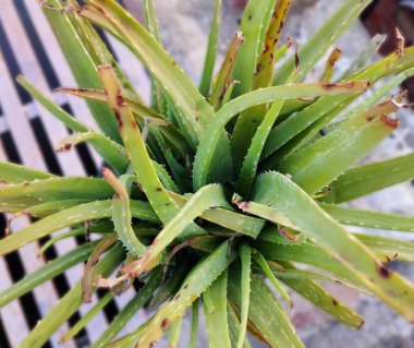 Güzel yeşil aloe vera fabrikası. Kapalı duvar kağıdı.