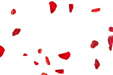 Temiz Beyaz Arkaplan 'da Uçan Kırmızı Gül Yaprakları. Romantik ve Zamansız Resim