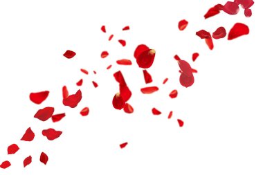 Temiz Beyaz Arkaplan 'da Uçan Kırmızı Gül Yaprakları. Romantik ve Zamansız Resim