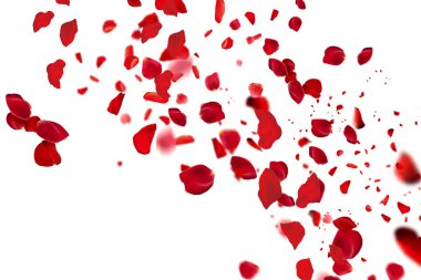 Temiz Beyaz Arkaplan 'da Uçan Kırmızı Gül Yaprakları. Romantik ve Zamansız Resim