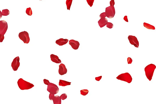 Elegância Etérea Flying Fresh Red Rose Petals Clean White Background — Fotografia de Stock