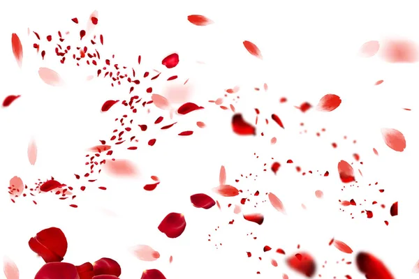 Elegancja Eteryczna Latające Świeże Płatki Czerwonej Róży Czystym Białym Tle — Zdjęcie stockowe
