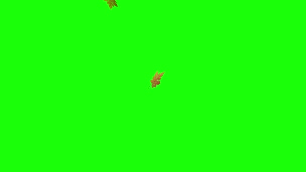 Jesienne Liście Klonu Spadające Animacji Tle Zielonego Klucza Chroma — Wideo stockowe