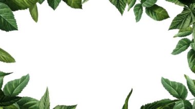 Yeşil Ekran Arkaplanında Yeşil Yapraklar Çerçevesi izole edildi
