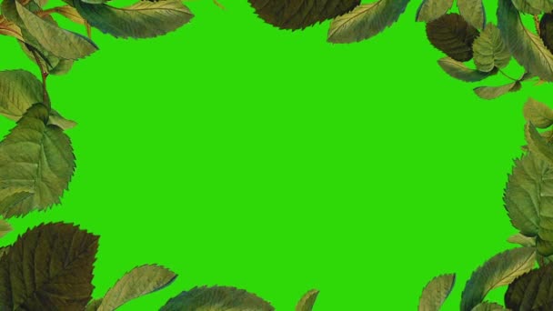 Рамка Зеленого Листя Ізольована Фоні Зеленого Екрану — стокове відео
