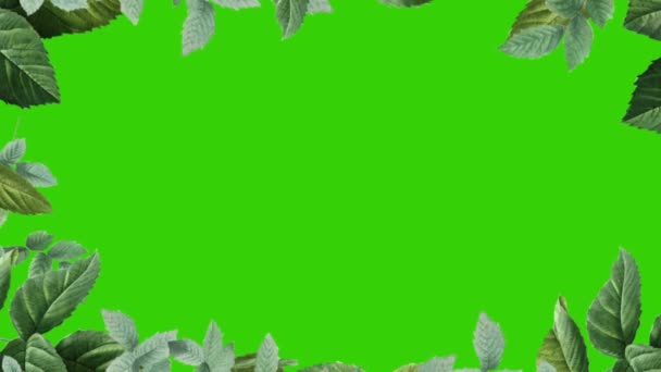 Green Leaves Frame Isoliert Auf Green Screen Hintergrund — Stockvideo