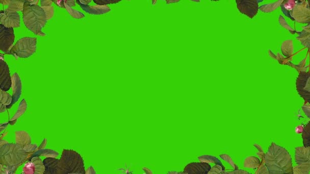 Cornice Foglie Verdi Isolata Sullo Sfondo Dello Schermo Verde — Video Stock