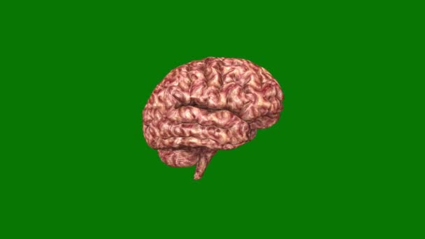 旋转的人脑 脑旋转的三维动画 用于医学和科学视觉化 — 图库视频影像