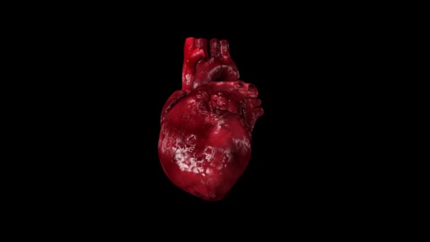 Animering Ett Slå Mänskligt Hjärta Roterande Med Alpha Channel Medicinsk — Stockvideo