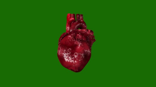 Animación Corazón Humano Latiendo Girando Con Canal Alfa Visualización Médica — Vídeo de stock