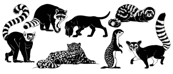 Animal Silhouettes Set Isolated White Lemur Raccoon Hound Leopard Marbled — Stock Vector