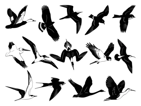 Létající Ptáci Siluety Černobílé Vzorníkové Vektorové Klipy Izolované Bílém — Stockový vektor