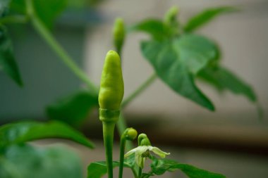 Bahçedeki acı biberleri kapat, doğadaki taze biberleri.