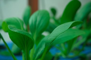 Bahçedeki hardal yeşilliklerini kapat.