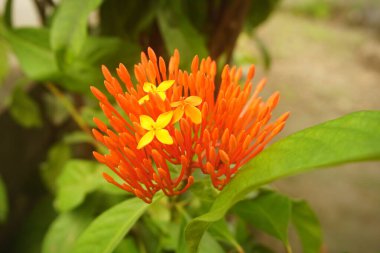Ixora chinensis kırmızı çiçekleri açıyor. Ixora chinensis, genellikle Çin ixora 'sı olarak bilinir.