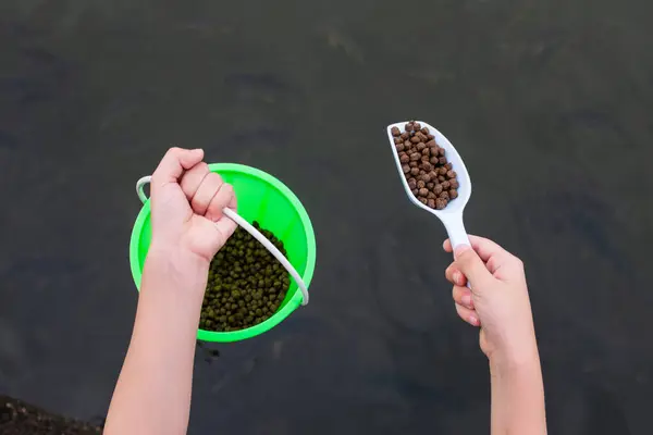 Bir çocuğun eli balıkları besler. Hayvan besleme etkinlikleri. Dinlenme zamanlarında hayvanları besleyin..