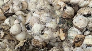 Lastik bardak yığını fabrikada daha fazla kullanılmak üzere hazırlanıyor. Lastik endüstrisi hammaddeleri hazırlıyor..