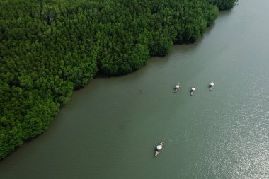 Kürekçili birçok eski ahşap tekne nehir ve yeşil ormanlarda seyahat ediyor. Doğa teknesi, doğa turizmi.