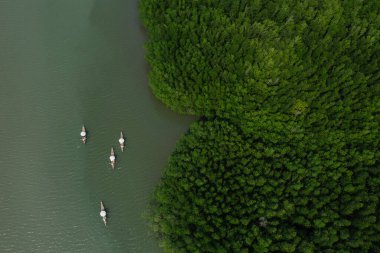 Kürekçili birçok eski ahşap tekne nehir ve yeşil ormanlarda seyahat ediyor. Doğa teknesi, doğa turizmi.