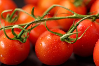 Daldaki kırmızı domatesler. Bir damla su. Yakın plan.