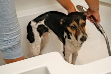 Kız köpeği yıkar. Evcil hayvan hijyeni. Köpeği şampuanla yıkamak. Köpeğin üzerine su damlıyor.