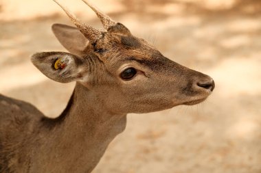 close up of a red deer