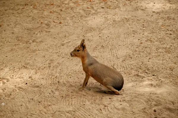 cute kangaroo sitting on ground
