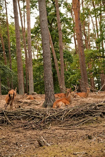 숲 속의 붉은 사슴 스톡 이미지
