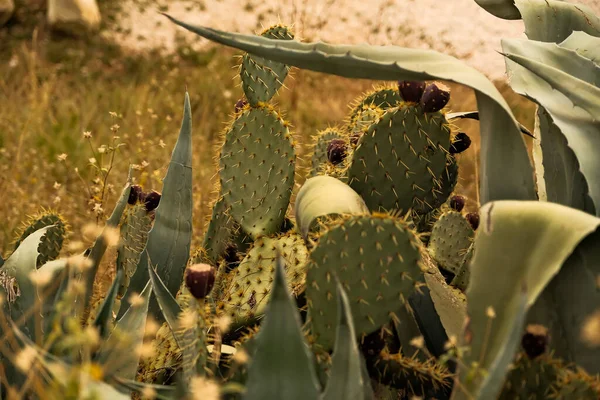Gros Plan Des Cactus Dans Jardin Images De Stock Libres De Droits