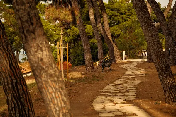 公園の古い木製の散歩道の美しいショット ストック写真
