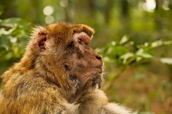 ジャングルの猿 ストック写真