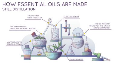 Technological production of essential oil and flower water. Infographic banner. Steam distillation apparatus. Vector illustration of making tea tree oil in a chemical laboratory. clipart