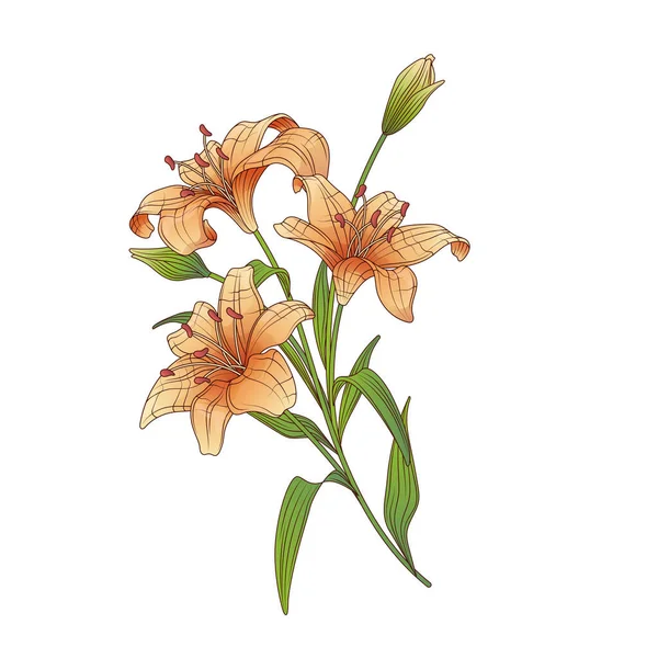 Vektorová Kytice Lilií Bright Ilustrace Lillies Pro Romantické Akce Design — Stockový vektor