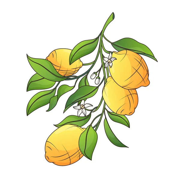 Limon Çiçek Yapraklı Limon Ağacı Dalının Vektör Çizimi Tasarım Elementi — Stok Vektör
