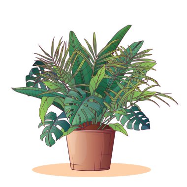 Ev bitkisinin izole edilmiş vektör çizimi. Canavar yapraklı saksı bitkisi, strelitzia. Tropik yapraklar. Ev bahçesi, saksı bitkisi konsepti..