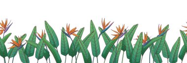 Tropikal yaprakları ve strelitzia çiçekleri olan vektör çiçekleri. Yeşillik sınırı. Pankart, poster, kart, oda dekorasyonu ve tasarım için cennet kuşunun tasviri
