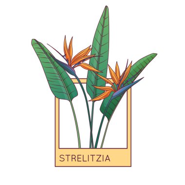 Composition with strelitzia plant in the frame. Vector illustration of tropical leaves. Bird of paradise flower. clipart