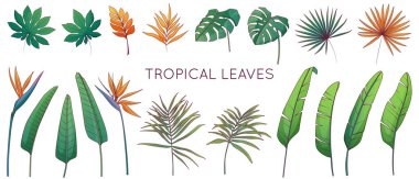 Tropikal yaprakların vektör illüstrasyonunun bileşimi. Muz palmiyesi, strelitzia, aralia bitkisi, areca palmiye yaprakları. Canavar bitkisi, fan palmiye yaprağı.